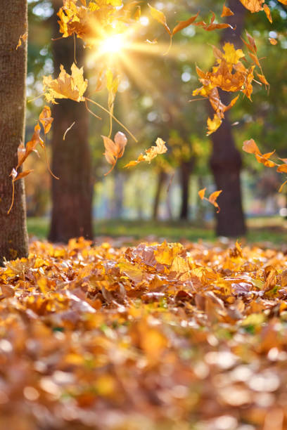 istock dry yellow maple leaves flying from trees 1127189535