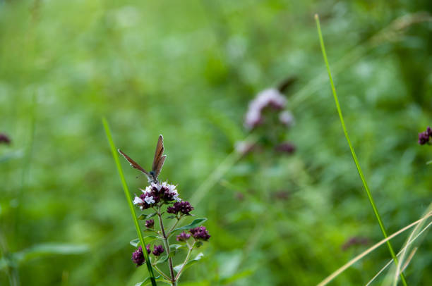 Meadow plants with butterflies and insects on a sunny day in summer