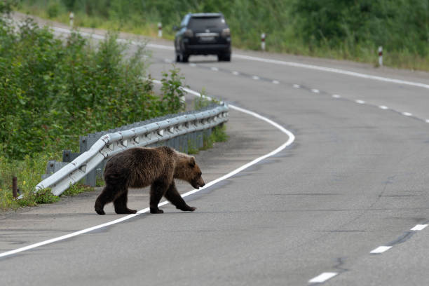 istock Hungry wild Kamchatka brown bear walks along an asphalt road 1127189784