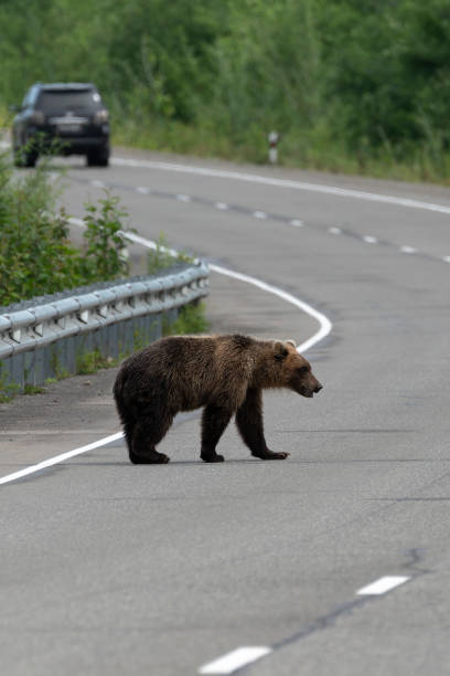 istock Hungry wild brown bear walks along an asphalt road 1127190294