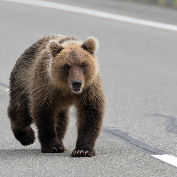 istock Terrible wild Kamchatka brown bear walking along an asphalt roadway 1127190306