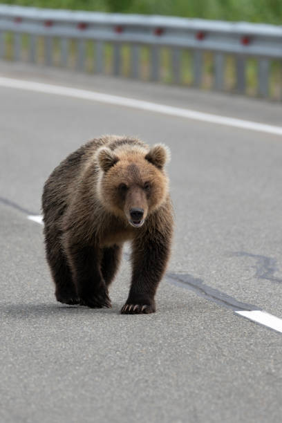 istock Wild hungry Kamchatka brown bear walking along highway 1127190307