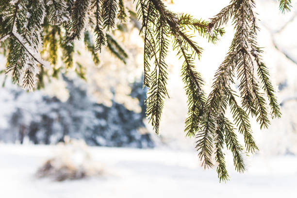 istock Christmas tree branch covered with frost 1127190784
