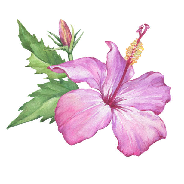 Ilustración de Tropical Brillante Rosa Flor De Hibiscus Acuarela Dibujado A  Mano Pintura Ilustración Aislada Sobre Fondo Blanco y más Vectores Libres  de Derechos de Hibisco - iStock