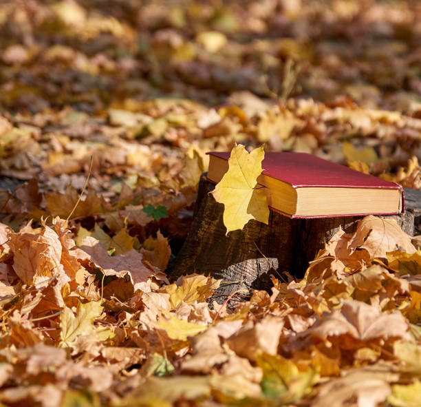 istock yellow maple leaf and a closed book with a red cover 1127191638