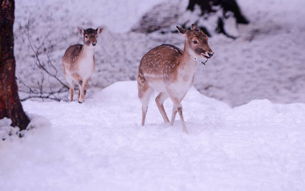 istock two deer in the forest in winter in the snow 1127191678