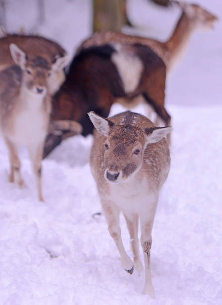 istock doe coming out of a herd on the snow 1127191810