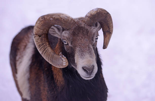 Sheep in a cold white winter landscape