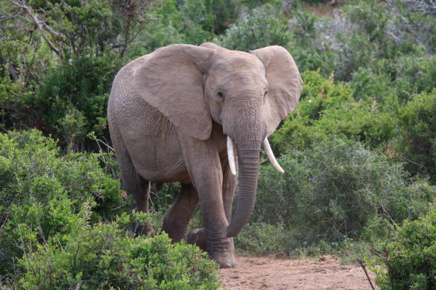Elephant in the bush stock photo