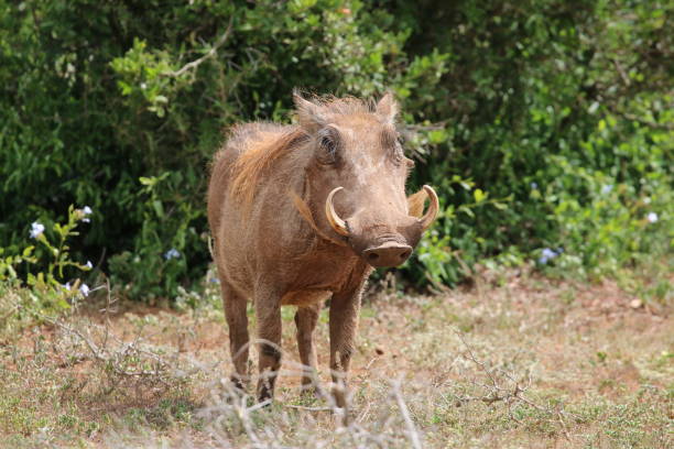 Bush pig stock photo