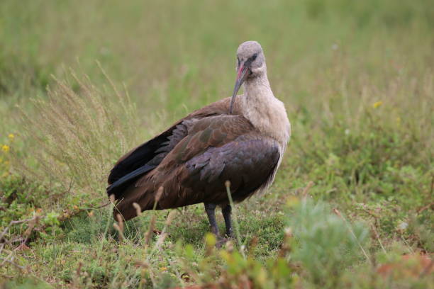 Hadada ibis stock photo