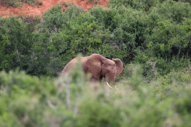 Elephant in the bush stock photo