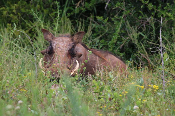 Bush Pig hiding in the grass stock photo