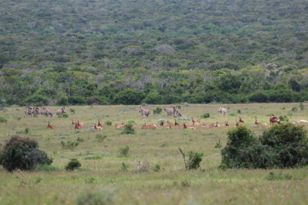 Group of Zebras and Red Hartebeest stock photo