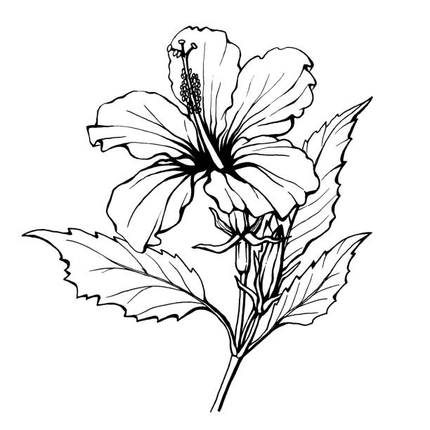 モノクロ原画 花❁❀✿✾ Hibiscus Flower Black And White Outline Illustration Hand Drawn