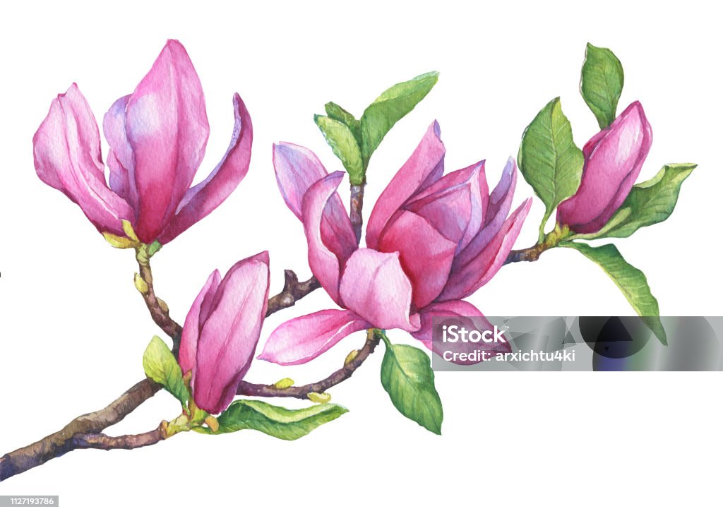 Branch Of Purple Magnolia Liliiflora With Flowers And Leaves Botanical ...