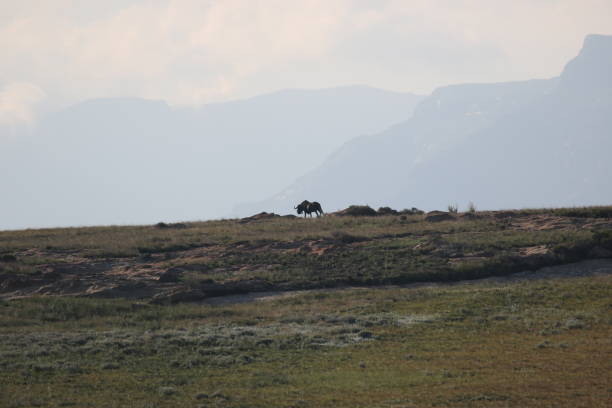 Black wildebeest walking on the ridge in the early morning stock photo