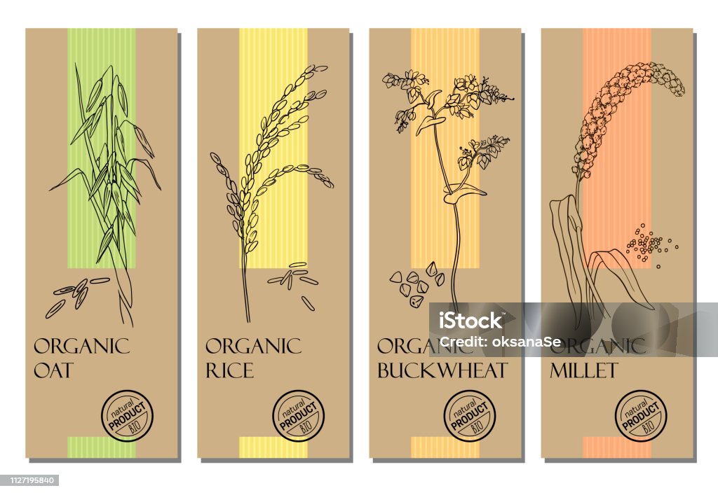  Ilustración de Vector Conjunto De Cereales Etiquetas Con Granos Y Plantas Dibujos Avena Arroz Trigo Sarraceno Y Mijo y más Vectores Libres de Derechos de Arroz