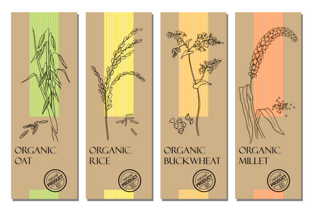 Vector set of cereal labels with grains and plants sketches: oat, rice, buckwheat and millet Healthy food, bio, organic, natural product rice cereal plant stock illustrations