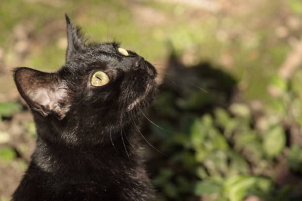 istock Black cat in a garden with copy space 1127195889