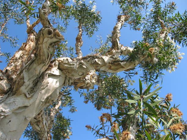 kwitnące drzewo paperbark - twisted tree california usa zdjęcia i obrazy z banku zdjęć