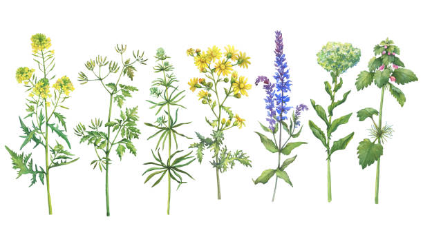 istock Set with wild plant (sage, mustard, red dead-nettle, ragwort, clivers, hemlock, clover). Watercolor hand drawn painting illustration isolated on a white background. 1127197371
