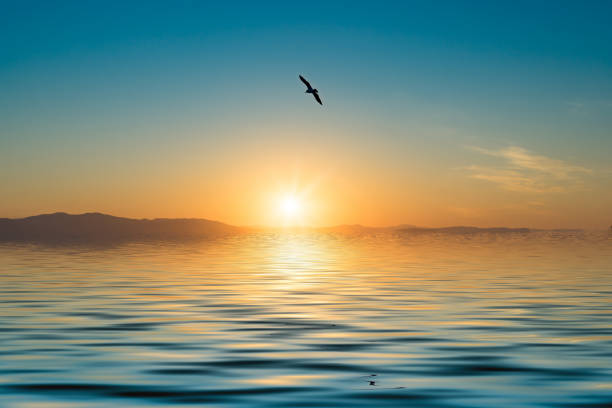 istock Seascape with seagulls flying over the water surface. 1127197379