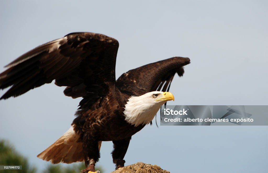 Águila de cabeza blanca - Foto de stock de Aire libre libre de derechos