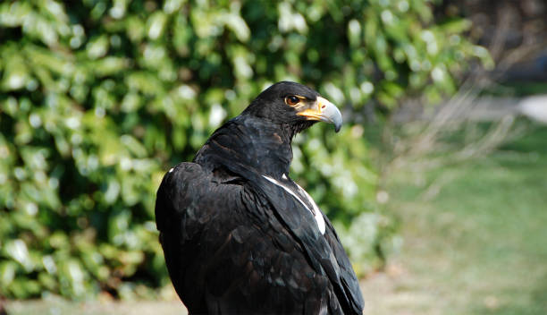 Eagle Eagle eagle bald eagle american culture feather stock pictures, royalty-free photos & images