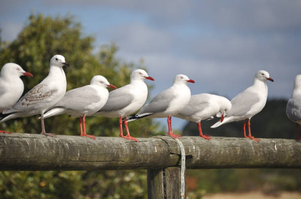 серебряная чайка, нарума, новый южный уэльс, австралия. - australian seagull стоковые фото и изображения