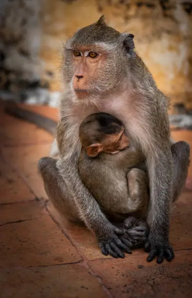 Monkeys hugging each other, Love, Family love