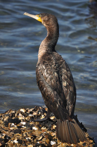 istock Pied Cormorant, Narooma, New South Wales, Australia. 1127201785