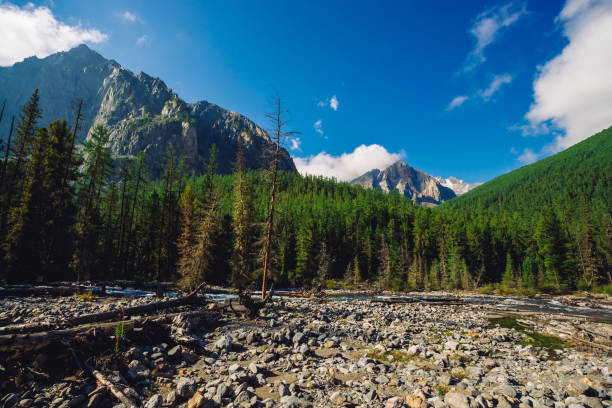 istock Stream along forest edge. Rocky ridge with snow behind hills with conifer forest. Clouds on top of huge snowy mountain range under blue sky. Giant rock. Atmospheric landscape of highland nature. 1127203173