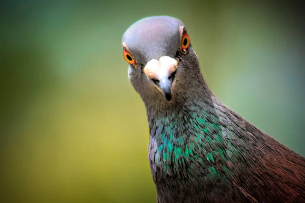 домашний голубь - bird nature animal head beak стоковые фото и изображения