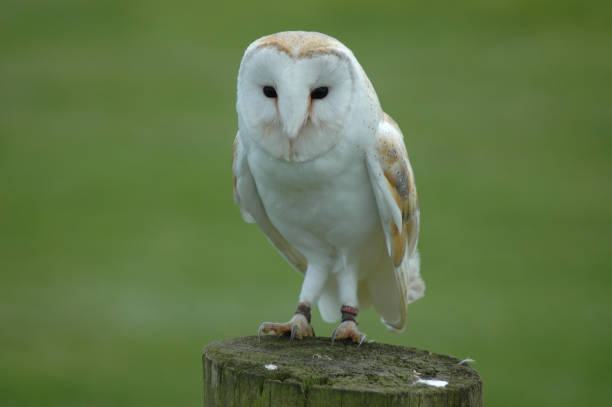 istock A Barn Owl on a Wooden Post 1127205442