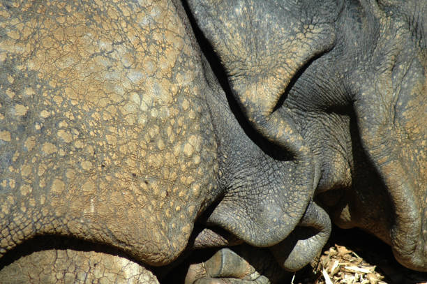 istock Close Up of a Rhino Skin 1127206082