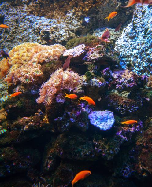 istock Australia aquarium photo 1127208774