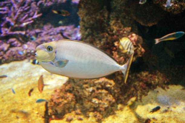 istock Australia aquarium photo 1127208829