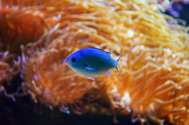 istock Australia aquarium photo 1127208853