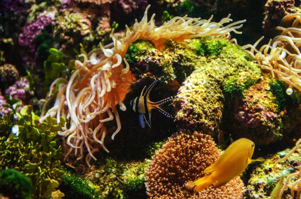 istock Australia aquarium photo 1127208873