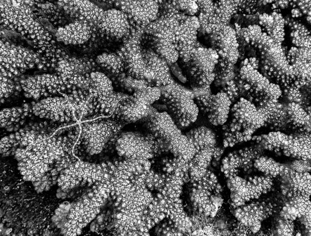 istock Close Up Texture Coral and Brittle Starfish Black and White 1127208963