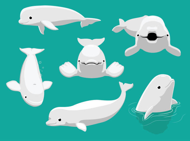 ilustraciones, imágenes clip art, dibujos animados e iconos de stock de ballena beluga poses diferentes dibujos animados de vector lindo - beluga whale