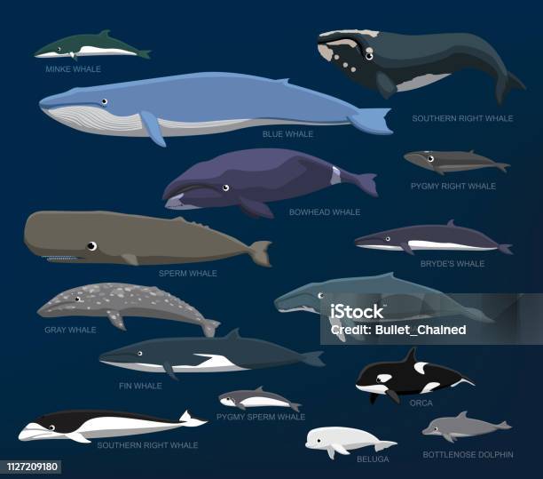 Whales Species Size Comparison Set Cartoon Vector Illustration Stock Illustration - Download Image Now