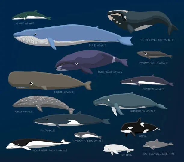 Vector illustration of Whales Species Size Comparison Set Cartoon Vector Illustration