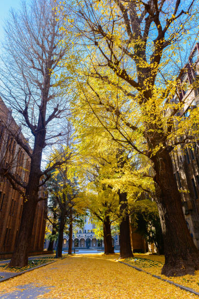istock Ginkgo tree on road, autumn season 1127209859
