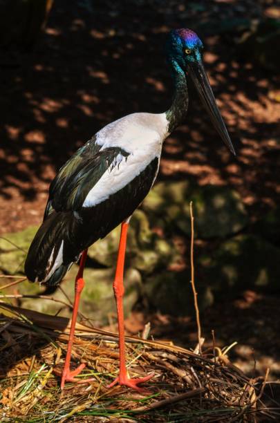 istock Full size profile of black necked stork bird 1127209934