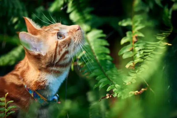 Young ginger red cat on a hunt surrounded green ferns