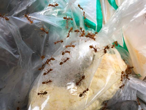 The ants on waste The ants on waste and Plastic bag on the ground edible ants stock pictures, royalty-free photos & images
