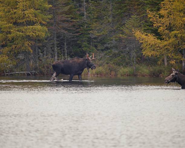 istock Fall trees around water in Maine, with Moose in lake 1127210985
