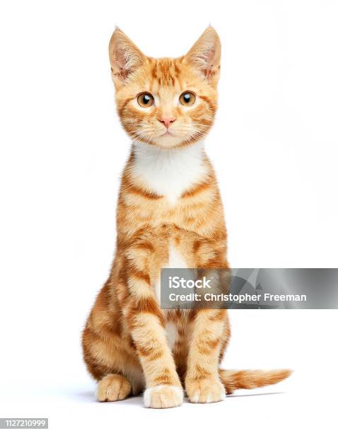 Adorable Ginger Red Tabby Kitten Sitting Curious And Isolated On White Background Stock Photo - Download Image Now